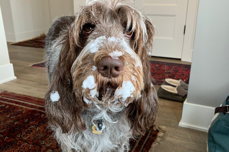 Vivi is an Aries from Saugatuck who loves to goof around with Jack and Julie Ridl along the Lakeshore. Photo by Jack and Julie Ridl.