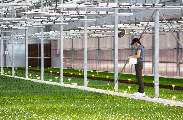 A Revolution Farms employee at work.