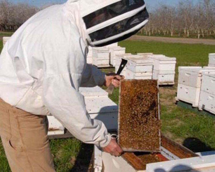 “One-third of everything we eat depends on pollination,” says Don Lam, of the Holland Area Beekeepers Association (HABA). “Imagine losing one bite out of every three.”