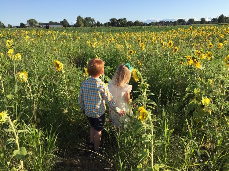 Quinn and Violet Tunison walk through the sunflowers.