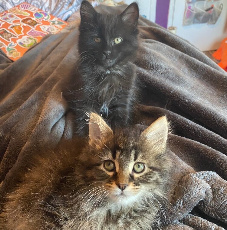 Fostering provides a safe and social environment for kittens, Kathryn Agar says.