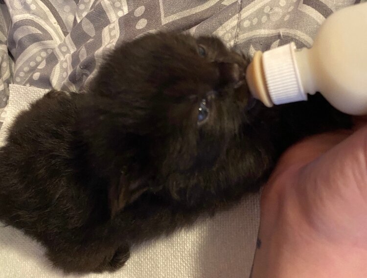 Caring for bottle babies requires around-the-clock care. 