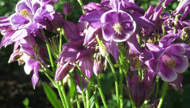 The Tri-Cities Garden Club is hosting its 30th annual Garden Walk on June 21.
