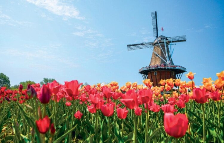 Windmill Island Gardens is just one of the many sites hosting community activities during this year’s Tulip Time, taking place May 2-11 in Holland.