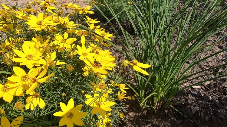 With the addition of neighborhood flowers come neighborhood bees.