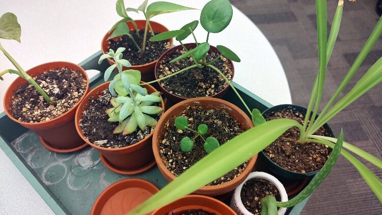 Herrick District Library will host a free plant and seed swap 10 a.m. to 1 p.m. Saturday, April 20.