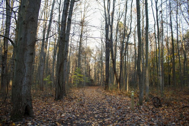River Junction Preserve is one of the Outdoor Discovery Network's newest greenways.