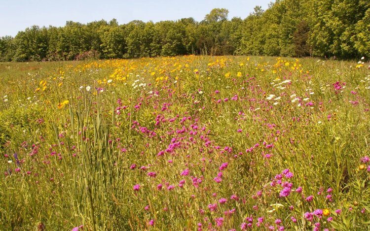 FI-WKNA S | Pretty wildflowers like prairie phlox, coreopsis, yarrow, and ox-eye daisy flourish in the open fields at Wau-Ke-Na South Tract.