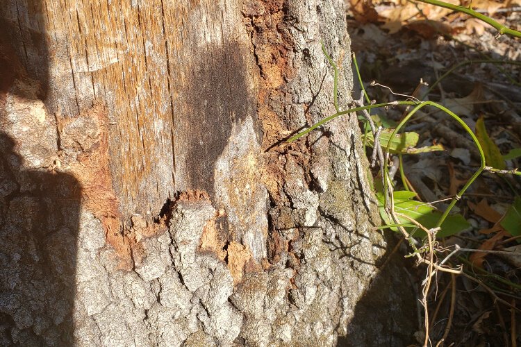Oak wilt threatens white oak trees.