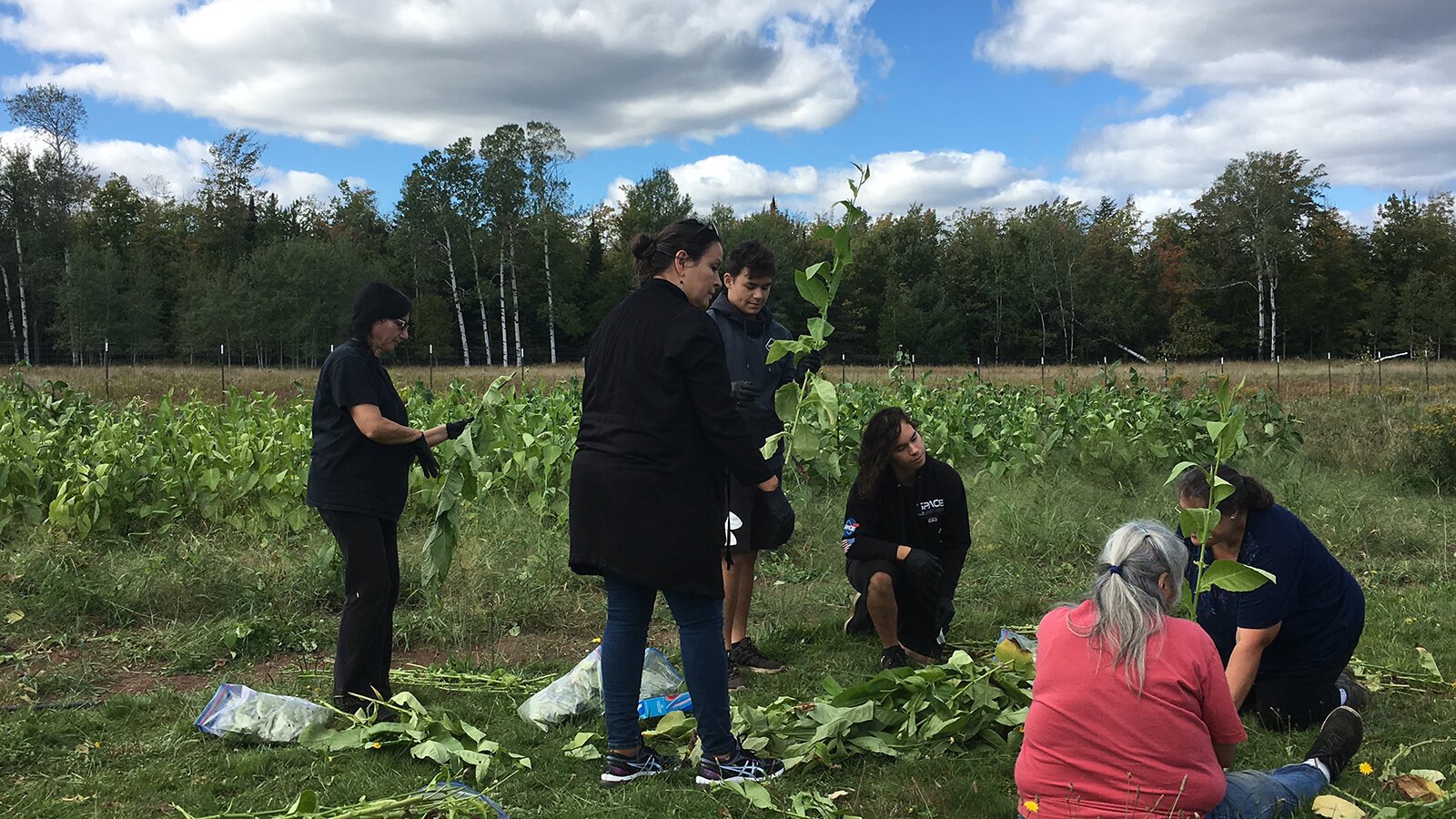 A DIGs workshop on asemma, or tobacco.